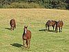 145_4513.JPG