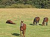145_4514.JPG