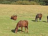 145_4515.JPG